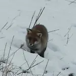 L'echappee Des Reves Шале